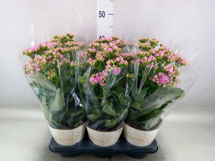 <h4>Kalanchoe  'RoseFlow Graceful Pink'</h4>