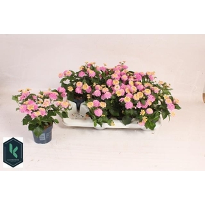LANT C HAVANA ROSE