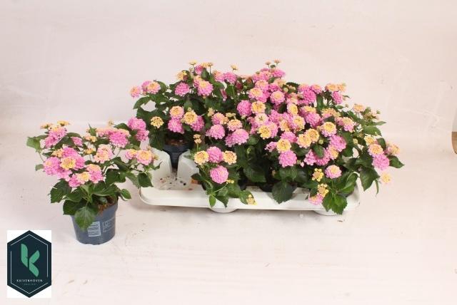 <h4>LANT C HAVANA ROSE</h4>