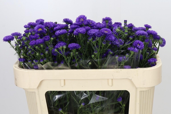 <h4>Aster Astee Dark Milka</h4>
