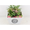 arr2 PL - Hout 4kant pot los roze bird