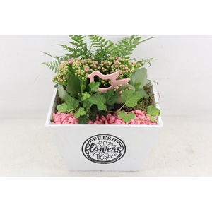 Arr2 Pl - Hout 4kant Pot Los Roze Bird