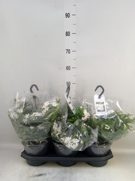 <h4>Solanum jasminoides</h4>