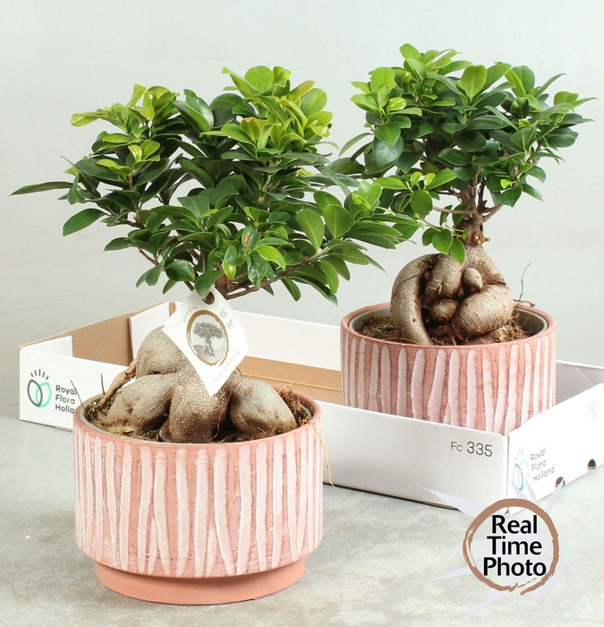 <h4>FIC MI GINSENG</h4>