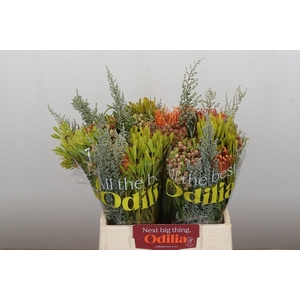 BQ Nutans Cordifolium SFB