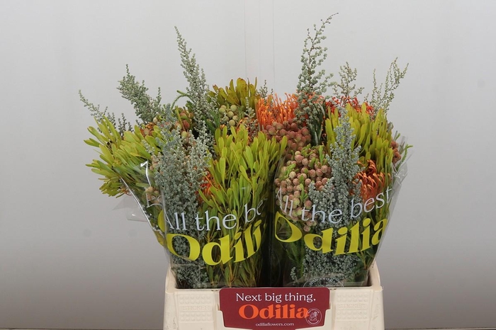 <h4>BQ Nutans Cordifolium SFB</h4>