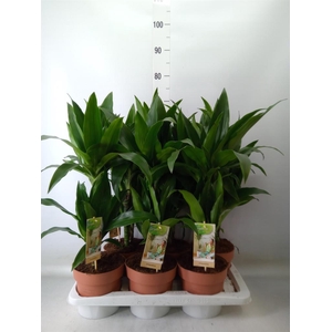 Dracaena frag. 'Janet Craig'