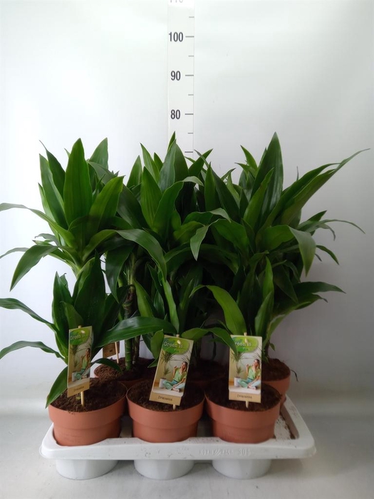<h4>Dracaena frag. 'Janet Craig'</h4>