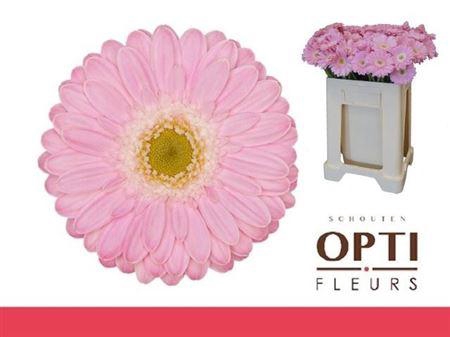 <h4>Ge Mi Babble MPS GAP,08 CM,(NL),(20)</h4>