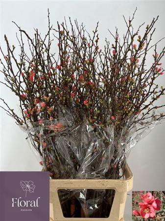 <h4>T Chaenomeles Superba</h4>