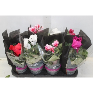 CYCLAMEN P14