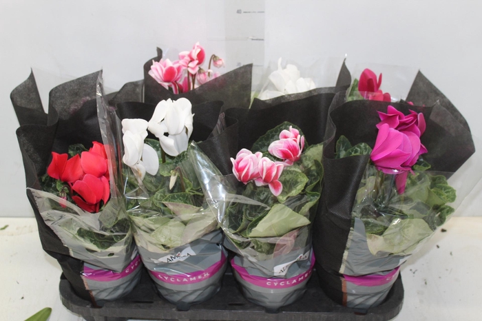 <h4>CYCLAMEN P14</h4>