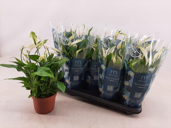 <h4>SPATH BELLINI</h4>