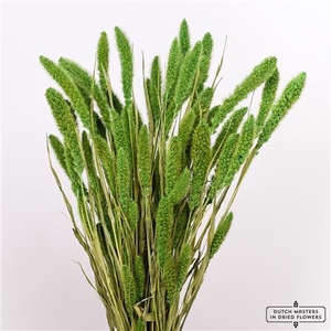 Dried Setaria Apple Green Bunch