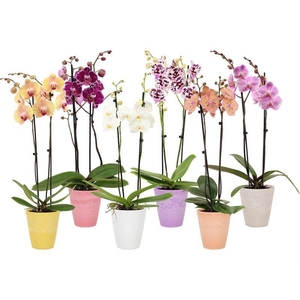 PHAL GEM