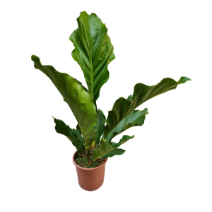 ANTHURIUM PLOWMANII P12