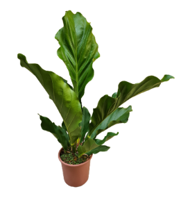 <h4>ANTHURIUM PLOWMANII P12</h4>