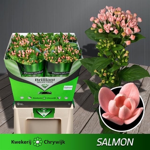BOU DU SALMON