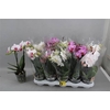 Phal Gem