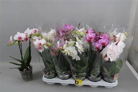 Phal Gem
