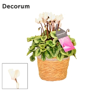 Cyclamen SS Picasso Wit in S. Basket Decorum