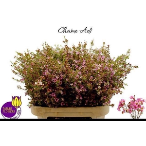 CHAME ADI