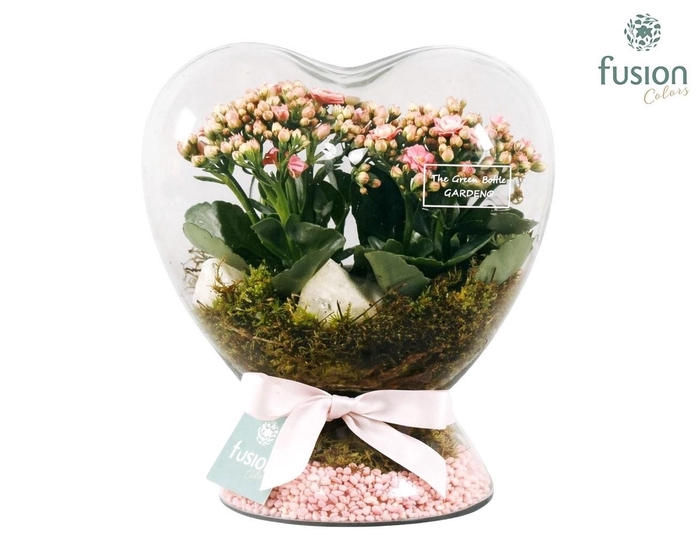 <h4>Green Bottle Hart met Kalanchoe</h4>