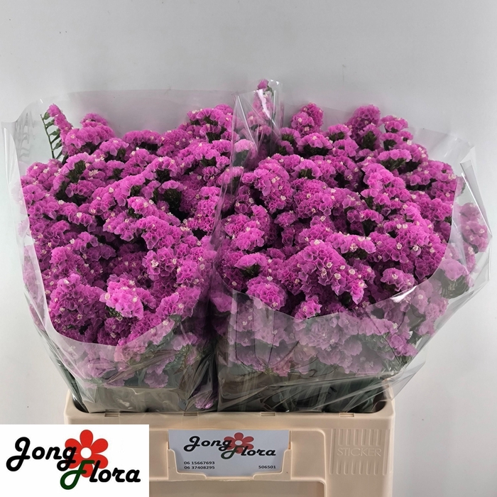 <h4>LIM S MUSICAL WINGS</h4>