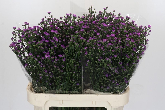 <h4>AST ASTEE M BABY PIN</h4>