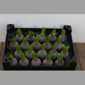 Wax Hyacinth Gl Rood Wijn