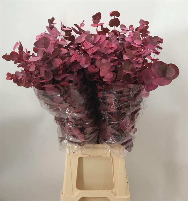 <h4>Euca Col Cinerea Pink</h4>