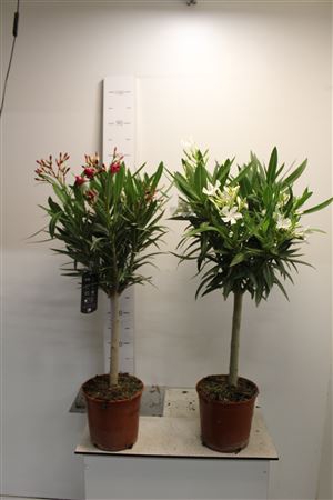 Nerium Oleander Stam 5 Branche