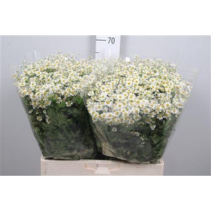 Tana Pa Single Vegmo