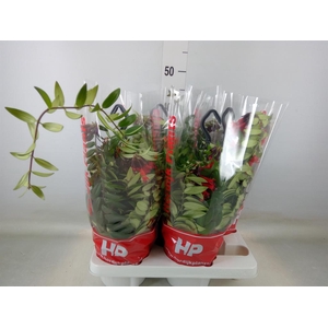 Aeschynanthus  'Caro Improved'