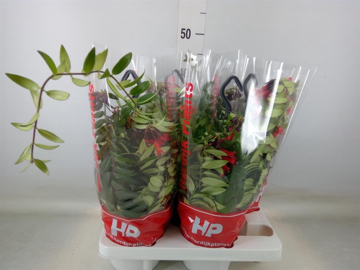 <h4>Aeschynanthus  'Caro Improved'</h4>