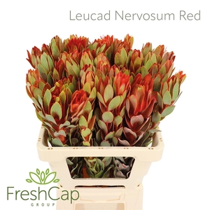 Leucadendron nervosum