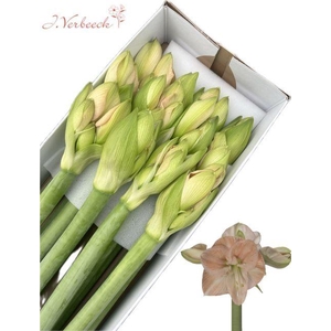 HIPPEASTRUM GA 'ROSE'