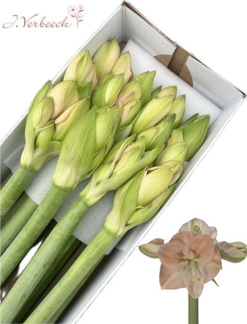 <h4>HIPPEASTRUM GA 'ROSE'</h4>