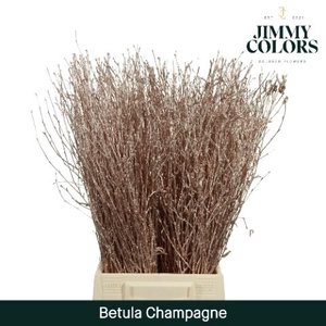 Betula L60 Mtlc. Champagne