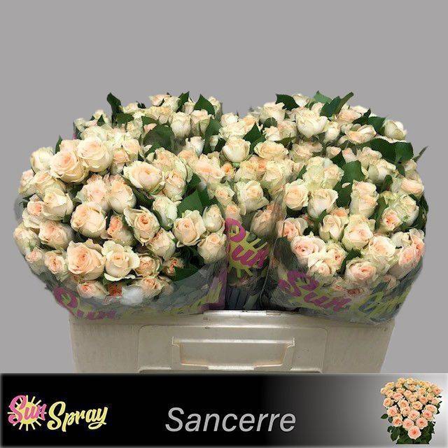 <h4>Rosa spray sancerre</h4>
