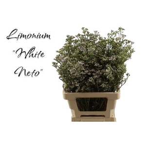 LIM WHITE NETO
