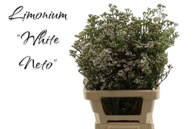 <h4>LIM WHITE NETO</h4>