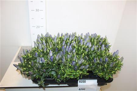 <h4>Gentiana Cultivars P10,5 Big Blue</h4>