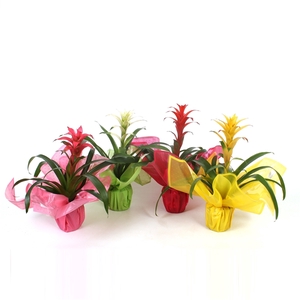 Guzmania Special mix in Rondella sierflap