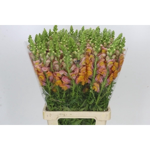 Antirrhinum Potomac Dark Orange