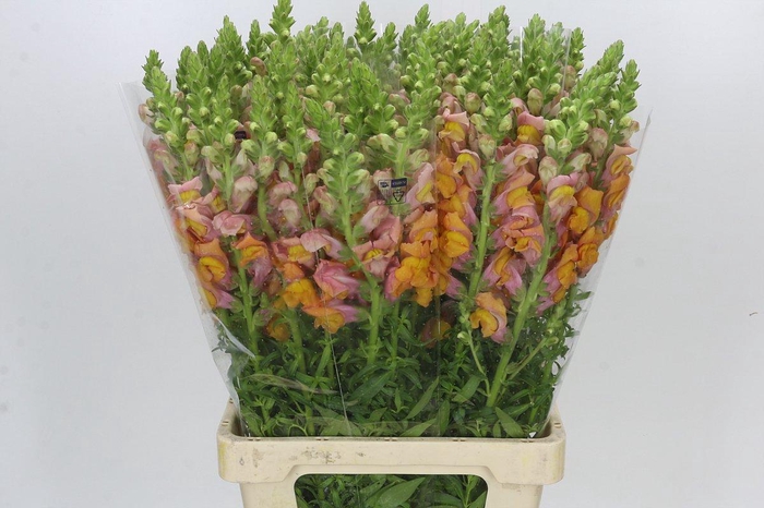 <h4>Antirrhinum Potomac Dark Orange</h4>