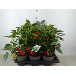 Aucuba japonica 'Rozannie'