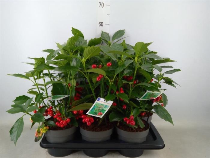 <h4>Aucuba japonica 'Rozannie'</h4>
