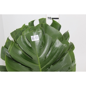 FOLHAGEM MONSTERA DELICIOSA 040 CM