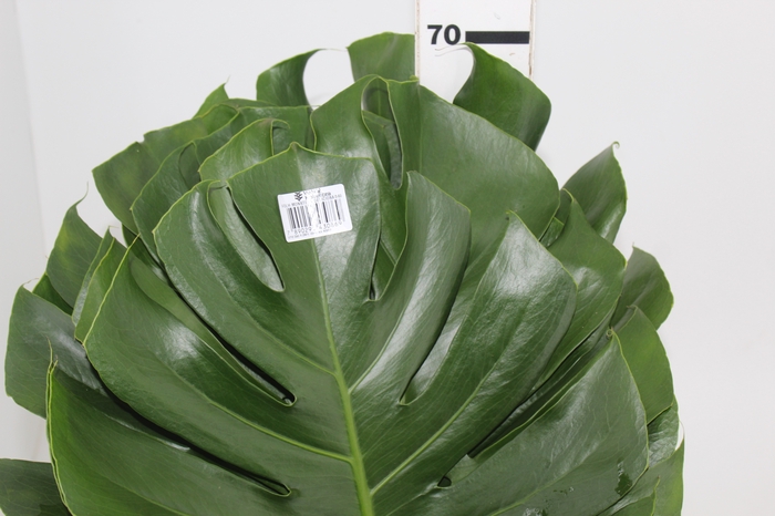 <h4>FOLHAGEM MONSTERA DELICIOSA 040 CM</h4>